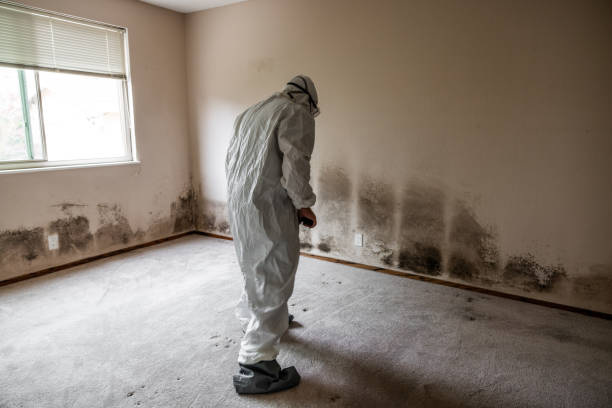 Best Toxic Mold Removal  in River Forest, IL